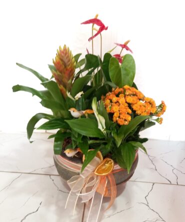 Saksı Aranjman zc175